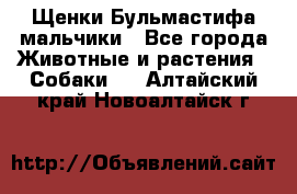 Щенки Бульмастифа мальчики - Все города Животные и растения » Собаки   . Алтайский край,Новоалтайск г.